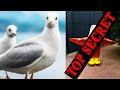 Zoo Deploys Secret Weapon To Scare Away Seagulls