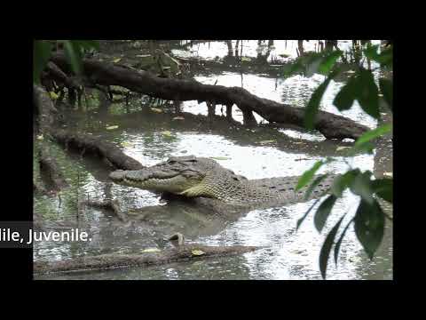 Birding Sungei Buloh Wetland Reserve 220820 - Wildlife Singapore.