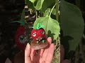 Barry The Strawberry Clay Creation