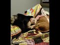 Monkey Sticks Finger In Dogs Butt