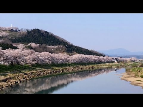 【宮城県観光映像】一目千本桜