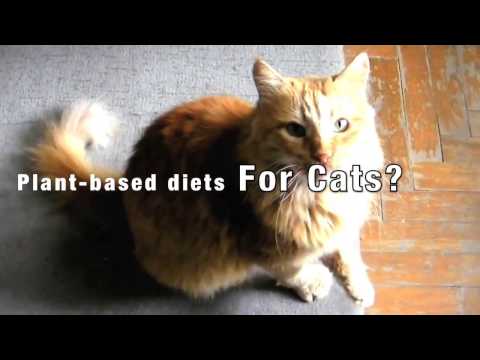 Should we feed cats a plant-based vegan diet?