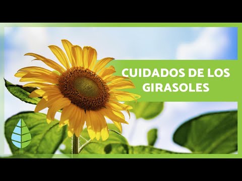 , title : 'Cómo cultivar GIRASOLES 🌻💦 ¡Siembra, sustrato, riego y MÁS!'