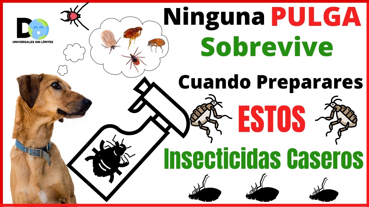 Ninguna PULGA Sobrevive a Estos Insecticidas Naturales | INSECTICIDA DE PULGAS