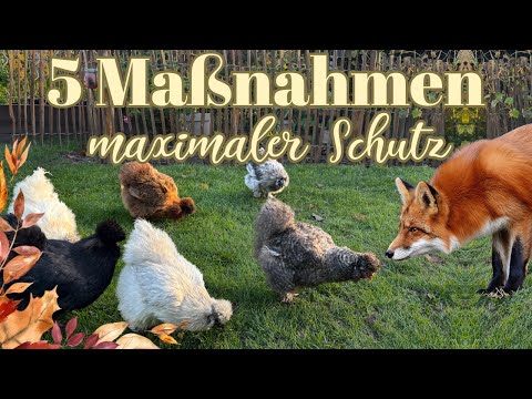 Hühner vor Fuchs schützen - 5 Maßnahmen für deinen Hühnerstall 🦊🐔