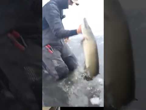 NORTHERN PIKE Frenzy in Wisconsin's ICE FISHING Hotspots! #fishing #neverstopfishing