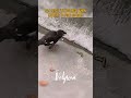 Baby Bird Thinks Worm Will Enter It's Mouth #shorts #nature #birds