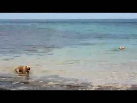 (Video) Dog Bites Shark - AMAZING ATTACK