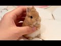 Funny Videos Of Little Bunnies Cute Rabbit Ever