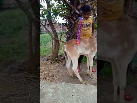 Lakshmi Mata ka video watch 😆😀😁