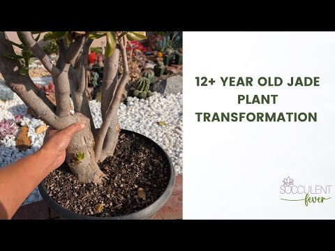 extreme makeover to this 12 year old "Classic" Jade. Transforming a Crassula Ovata
