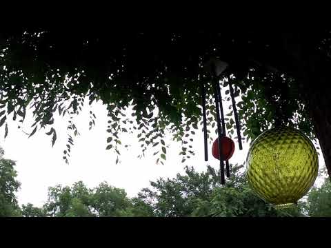 06 09 19 SERIOUSLY? Time Lapsed Trees (Ver.1.0)