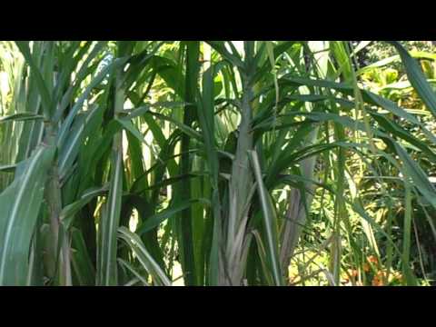 Caña de azúcar: Saccharum officinarum