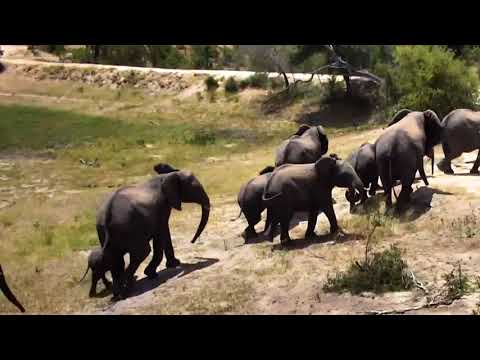 djuma dam cam jan 27 2018   -  elephants