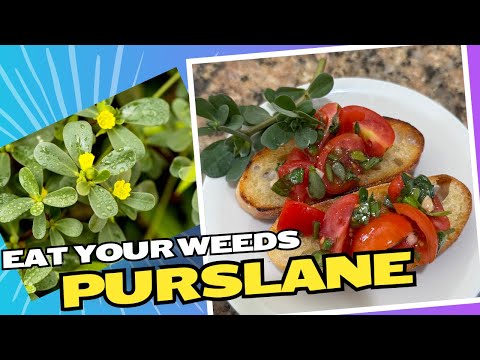 Purslane Bruschetta: Weed or Wonder Food? Eat Your Weeds!