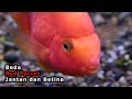 Ciri Ciri Ikan Hias Parrot Fish