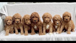 Video preview image #1 Goldendoodle (Miniature) Puppy For Sale in EPHRATA, PA, USA