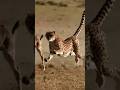 A Cheetah In A Breathtaking Display Of Speed Cheetah Wildebeest Wildlife Chase