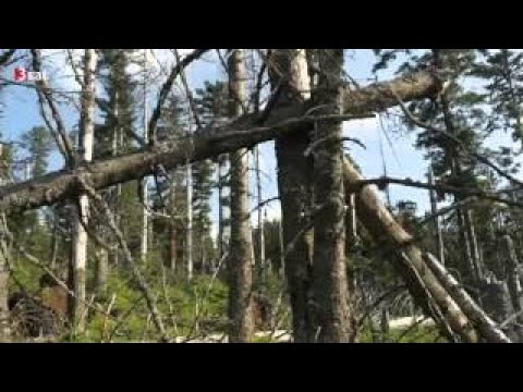 Video-Thumbnail von YouTube