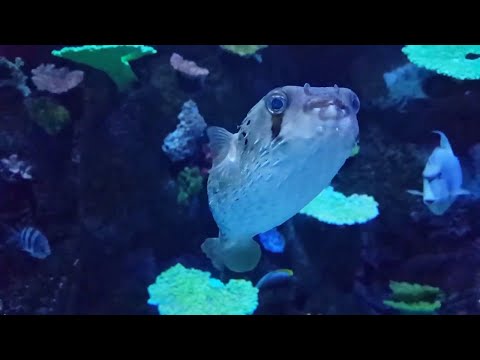 90 Feet Long Reef Aquarium!