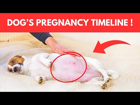 Pregnancy Length In Dogs Explained Here