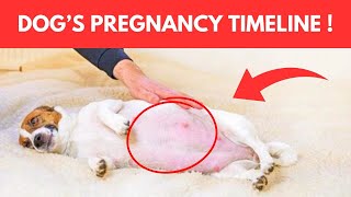How Long A Dog Pregnant - Dog Pregnancy Signs
