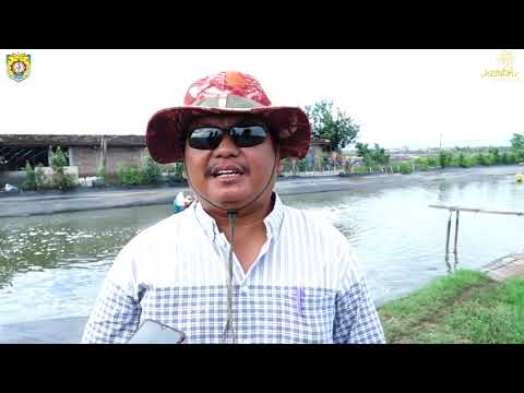 PEMBUDIDAYA UDANG VINAME  DI KENDAL RAUP KEUNTUNGAN RATUSAN JUTA
