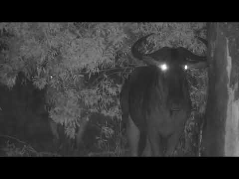 Djuma: Wildebeest on a rainy night - 20:55 - 10/11/20