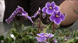 Feeding & Watering Tips for African Violets