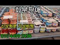 화분판매 신상화분 가성비짱 멋지고 예쁜화분 010 4499 24565 5만이상무료배송 주문은 문자로주세요 화분판매 신상화분 가성비짱 멋지고 예쁜화분 010 4499 24565 5만이상무료배송 주문은 문자로주세요