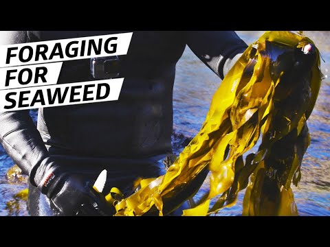 How Chef Jacob Harth Harvests and Cooks Wild Seaweed  — Deep Dive