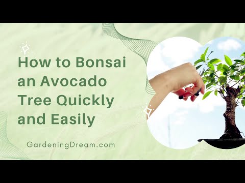 How to Bonsai an Avocado Tree Quickly and Easily