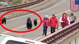 Des touristes sont poursuivis par des ours noirs à Yellowstone aux É.-U.