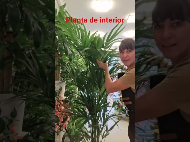 Vídeo relacionado con Bloomique - Howea forsteriana - Palma Kentia - Plantas de interior - Purificadora del aire - Apta para mascotas - Altura 80-100 cm - Maceta 19 cm