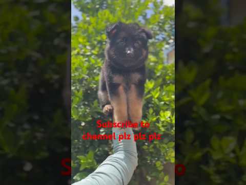 Gsd for sale 1k Subscribe kardo or Giti 2 gsd puppy free Gift offer Subscribe to channel plz plz 🙏🙏