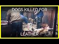Dogs Killed for Leather