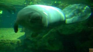 Saving our endangered species..I've dived with Manatees & Dugongs! o).wmv