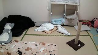 フミくん定点カメラ