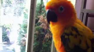 Crazy Bird Person's Tribute to a Sun Conure