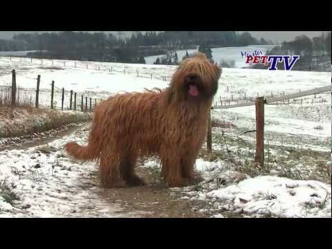 Briards in gorgeous setting