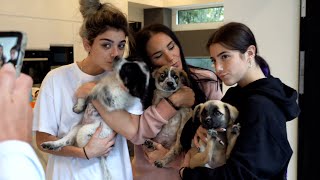 We Fostered Three Puppies | The D'Amelio Family