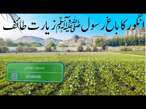 Masjid Addas Grape Graden Taif Ziyarat & Struggle Story Of Prophet MUHAMMAD PBUH Story Grape Garden