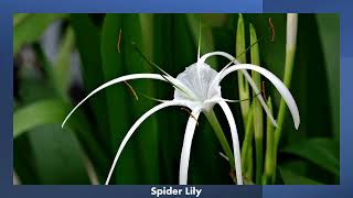 Spider Lily or Swamp Lily