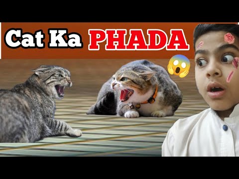 Cats ka PHADA Ho gaya😱🤯@Aneeqbhaivlogs