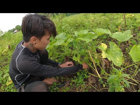 SE02EP079 Part 2 - Pag HARVEST ng KALABASA ( WEST INDIAN PUMPKIN ) San Pablo City, Laguna