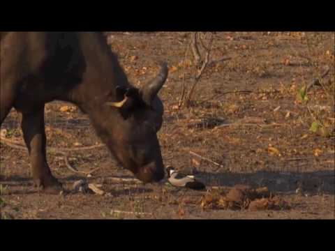 Safari Live : Blacksmith Lapwing takes on a Cape Buffalo  June 29, 2016