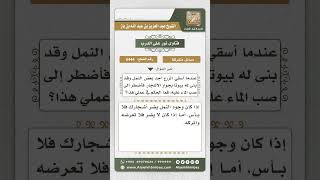 6444 -  حكم صب الماء على بيوت النمل المجاورة للأشجار - نور على الدرب image