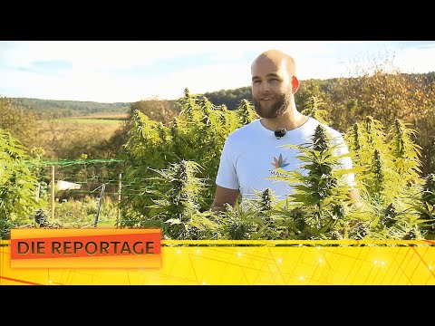Industrielle Produktion von CBD-Gras 💰 Das Geschäft mit dem Cannabis | 1/2 | Die Reportage | ATV