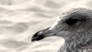 The Seabird Song