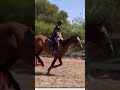 Jumping Music Hiphop Riding Horse